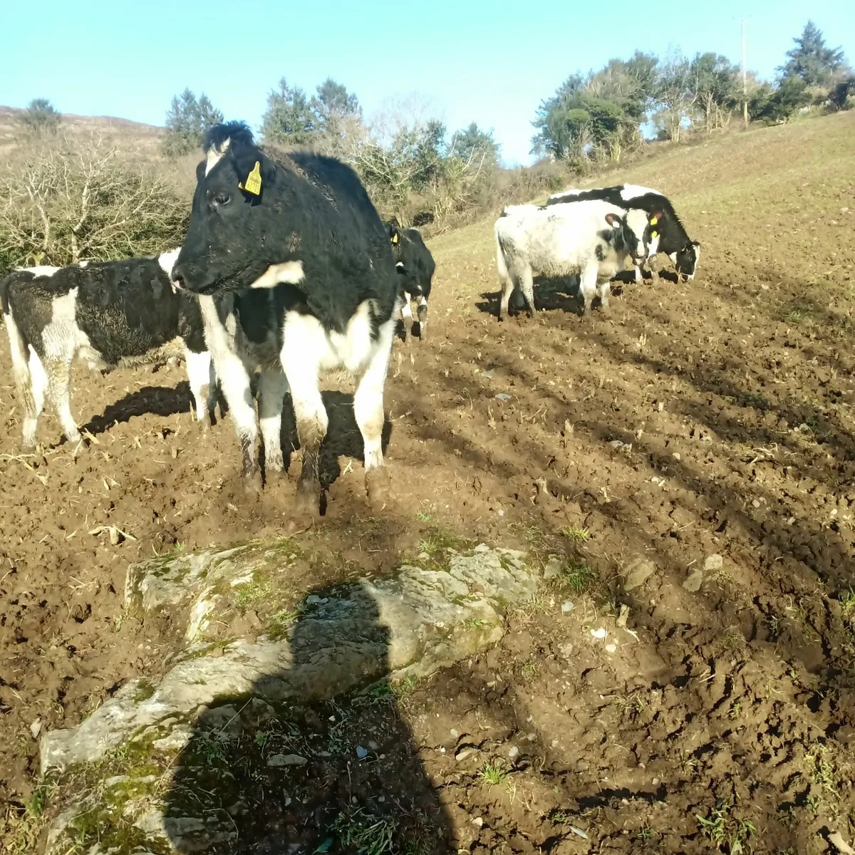 High ebi maiden heifers - Image 2