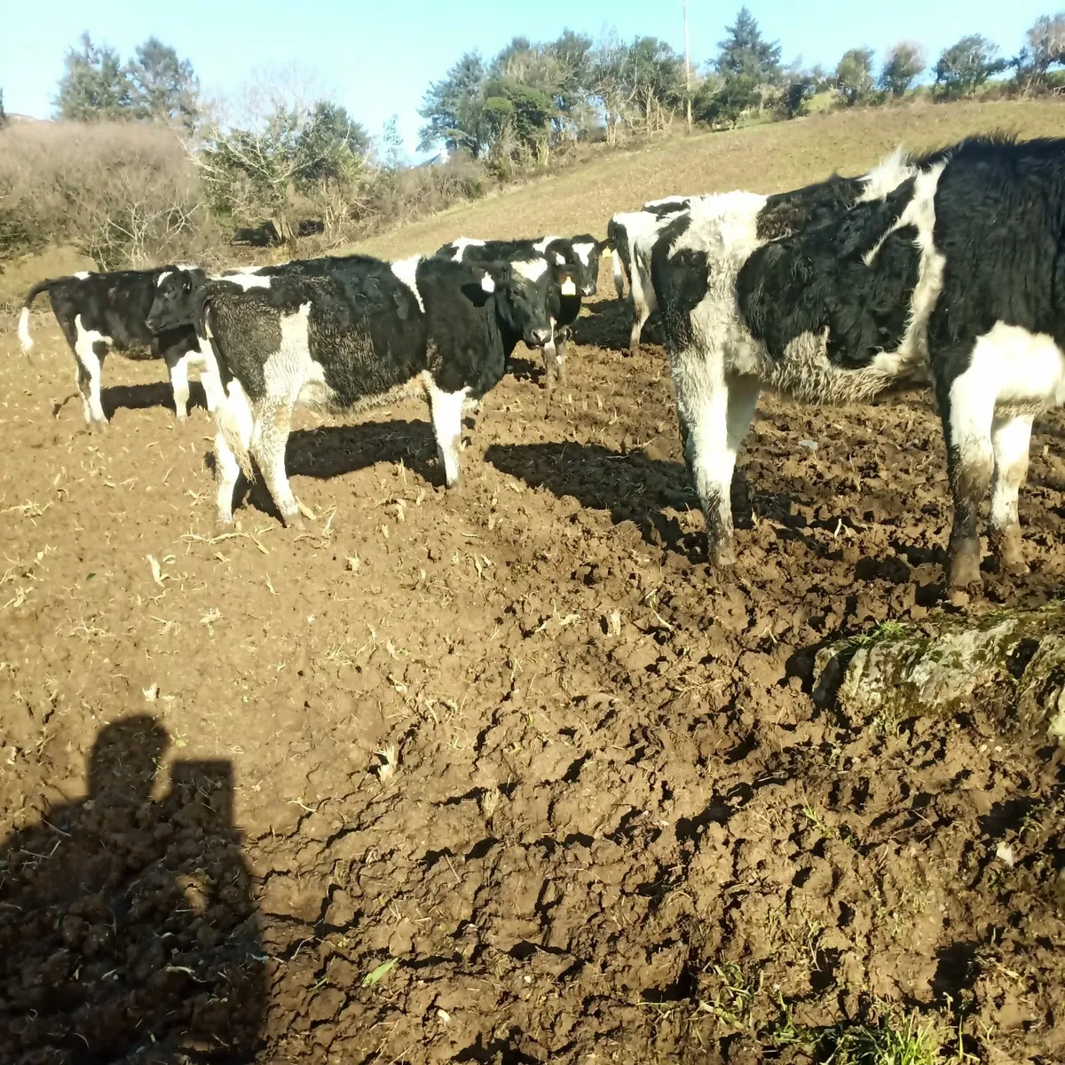 High ebi maiden heifers - Image 3