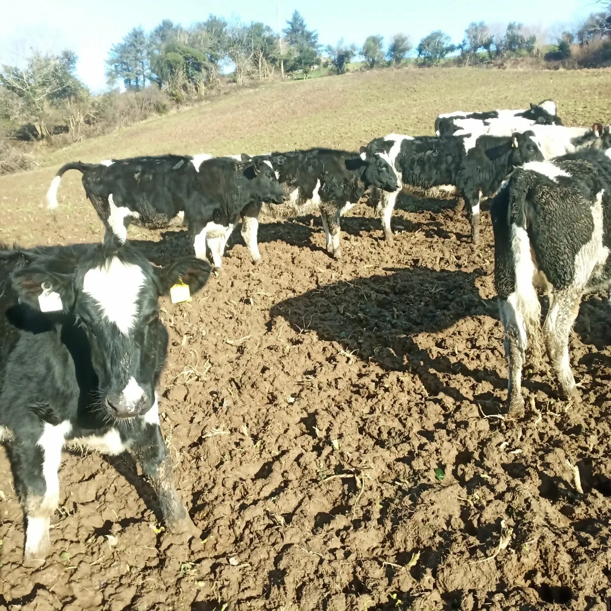 High ebi maiden heifers - Image 1