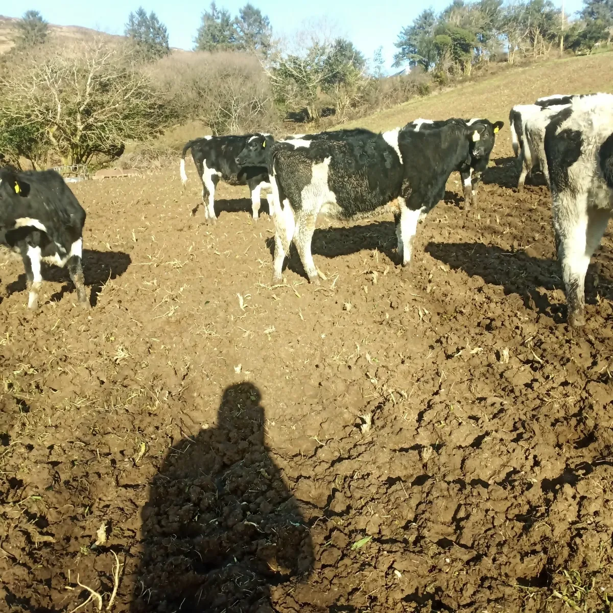 High ebi maiden heifers - Image 4