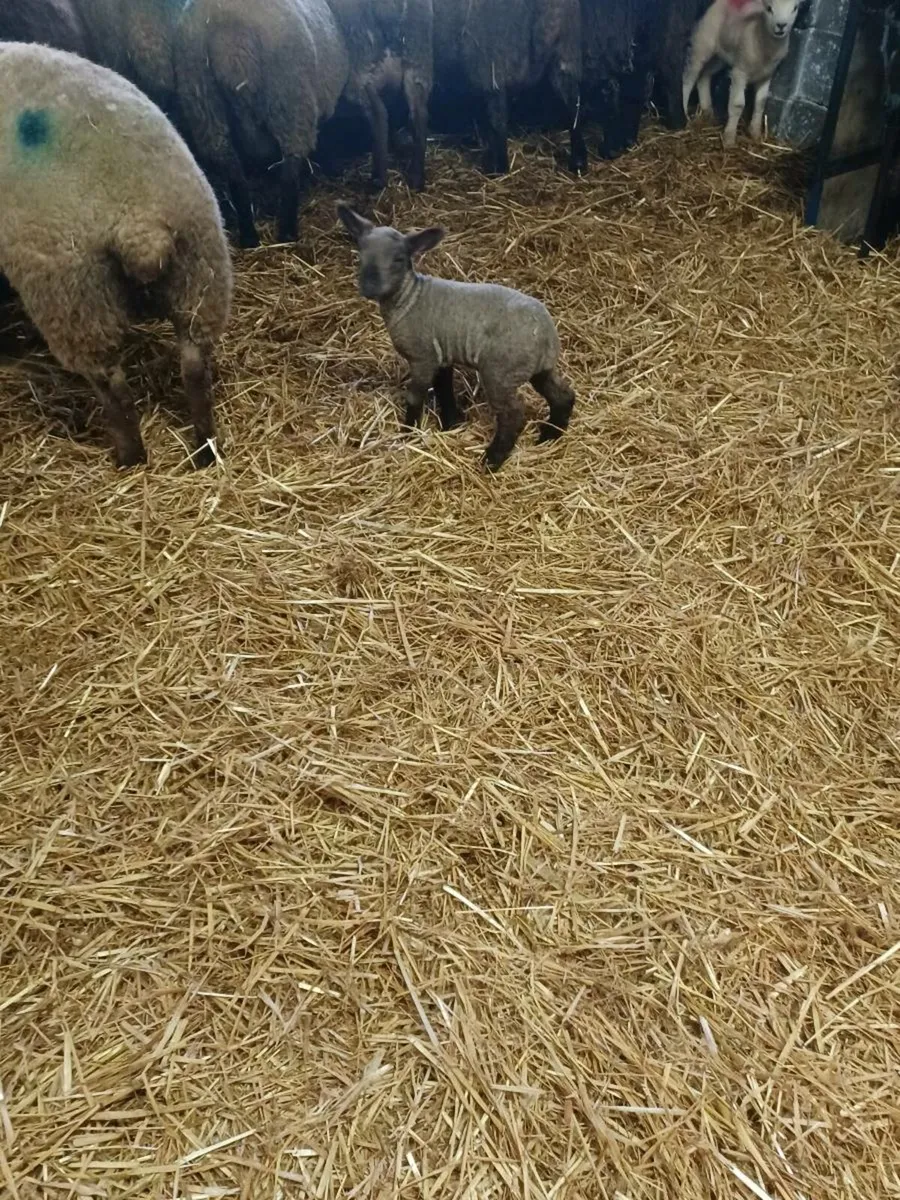 Foster lamb