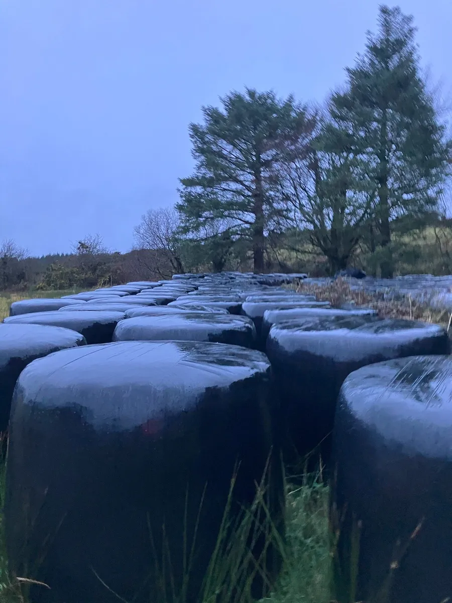 Bale of silage - Image 2