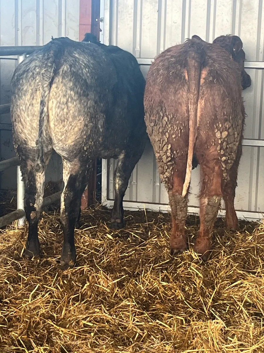 🔥🔥ELITE BREEDING HEIFERS 🔥🔥 - Image 1