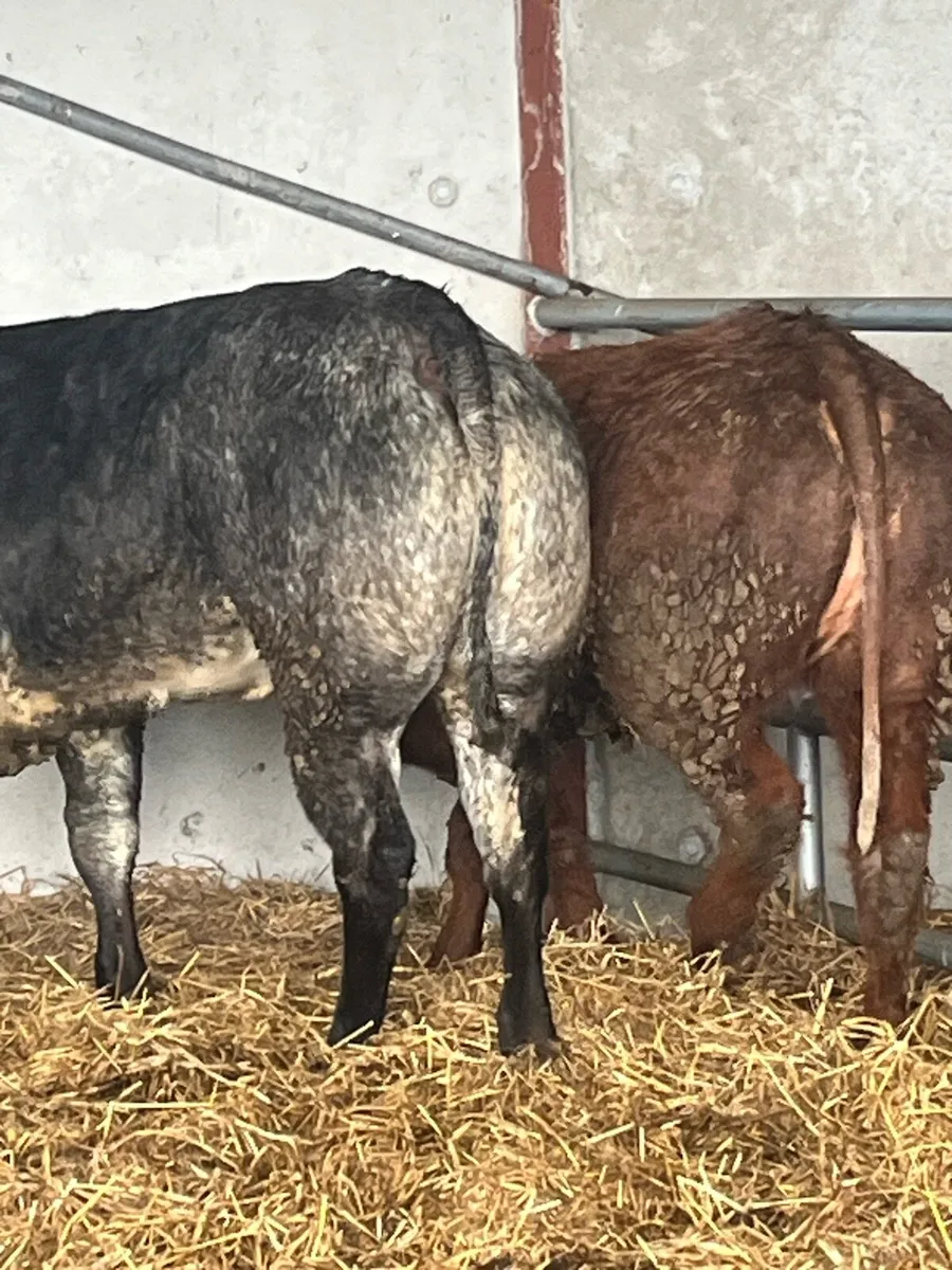 🔥🔥ELITE BREEDING HEIFERS 🔥🔥 - Image 4