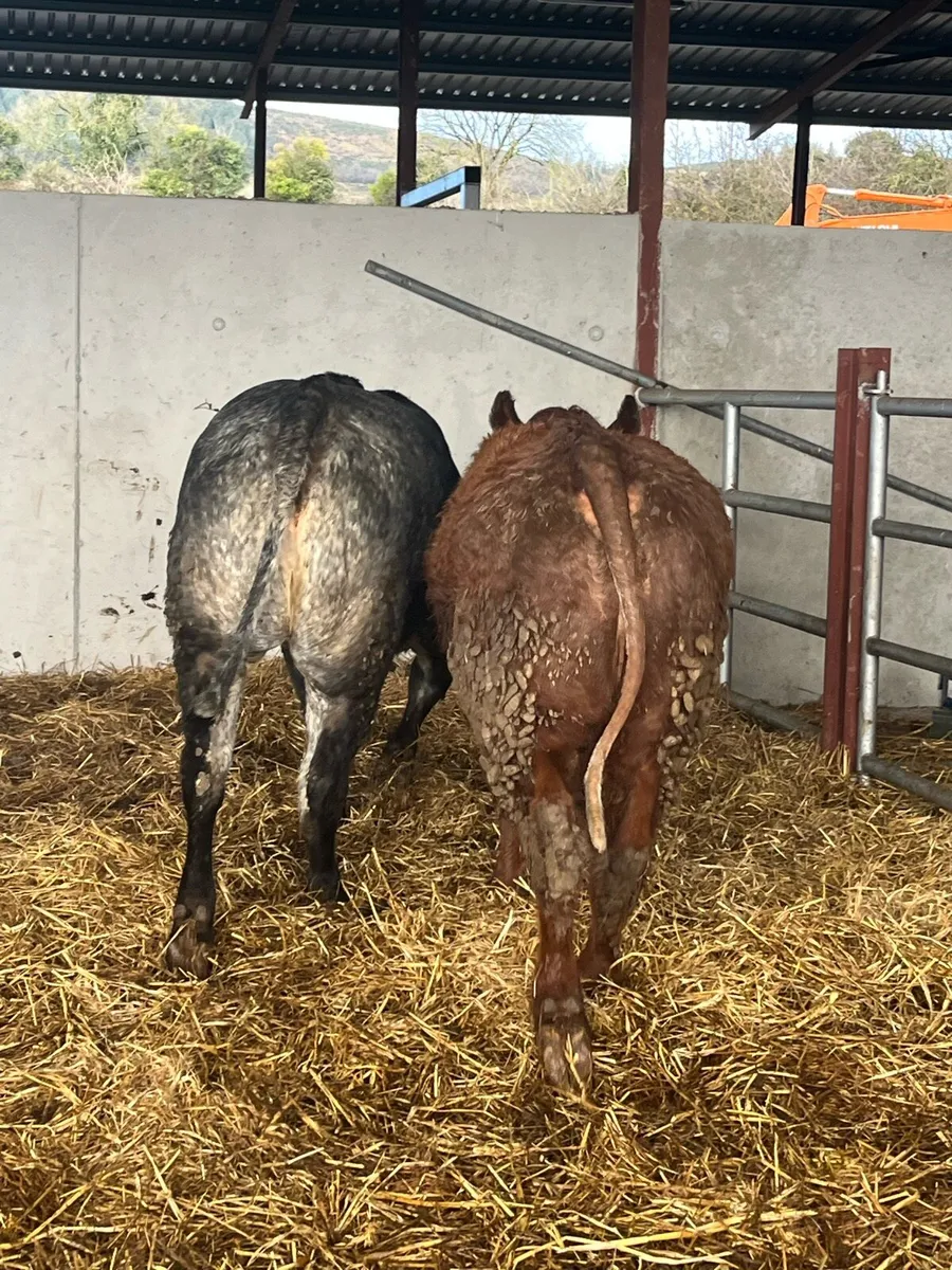 🔥🔥ELITE BREEDING HEIFERS 🔥🔥 - Image 2