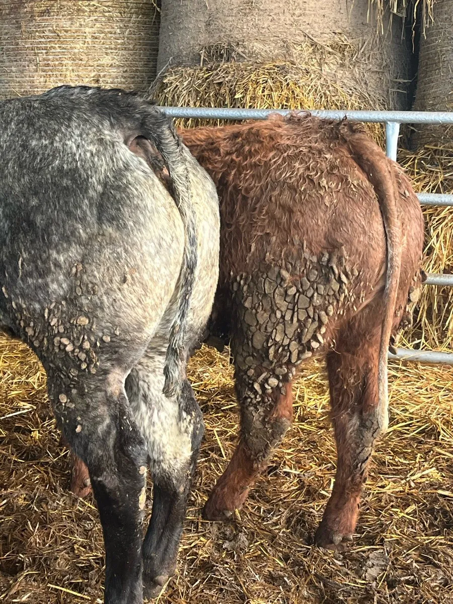 🔥🔥ELITE BREEDING HEIFERS 🔥🔥 - Image 3