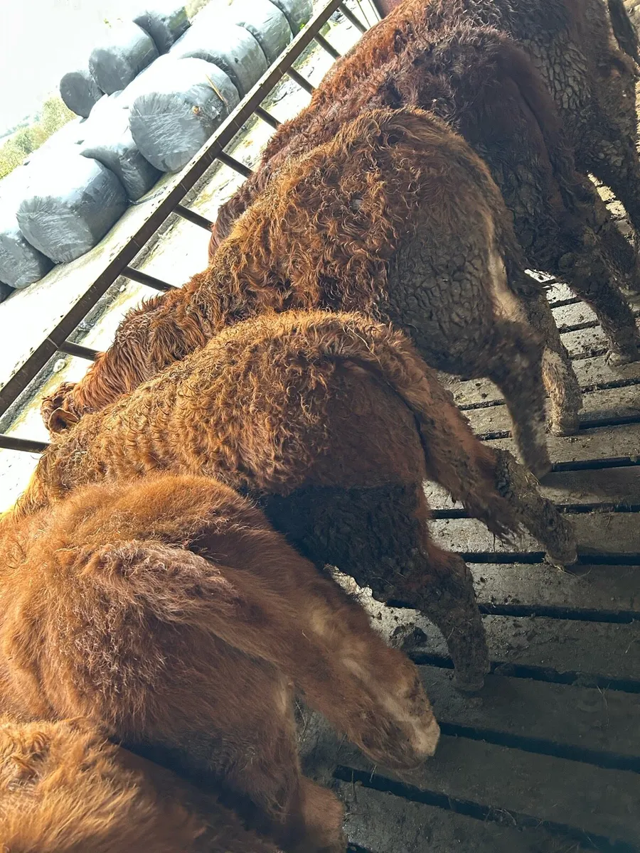 Super bunch of limousin bulls - Image 3