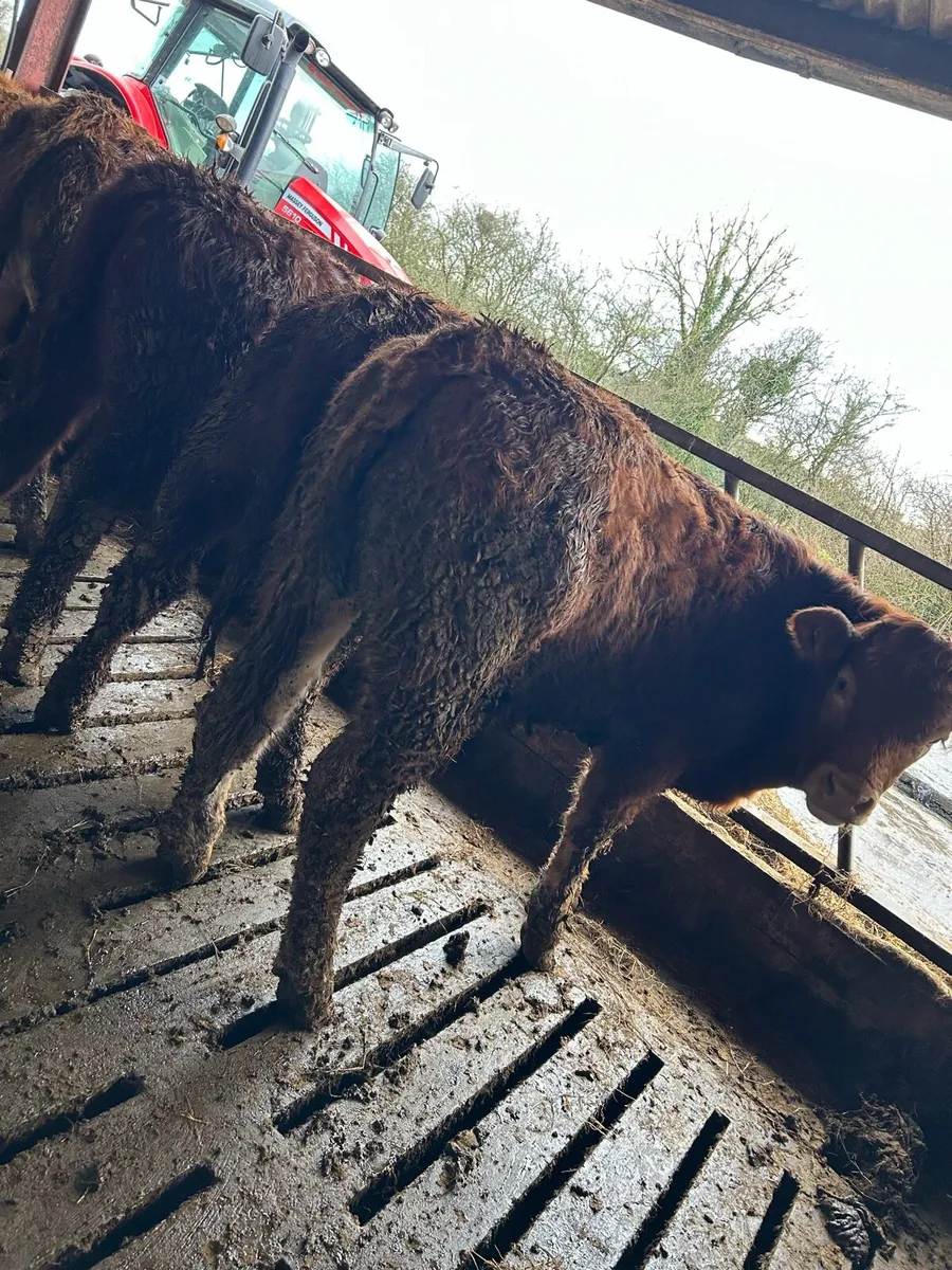 Super bunch of limousin bulls - Image 4