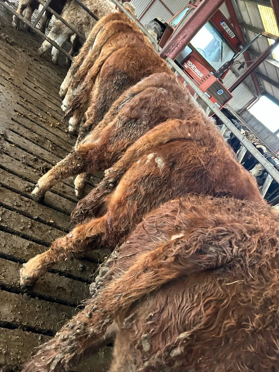 Super bunch of limousin bulls - Image 2