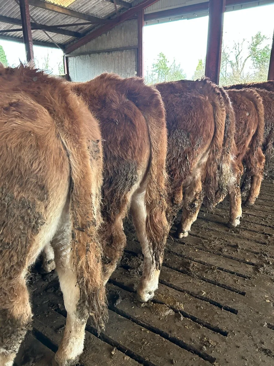 Super bunch of limousin bulls - Image 1