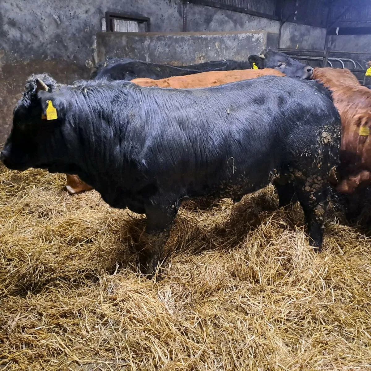 6 Heavy Bull Weanlings For Sale - Image 2