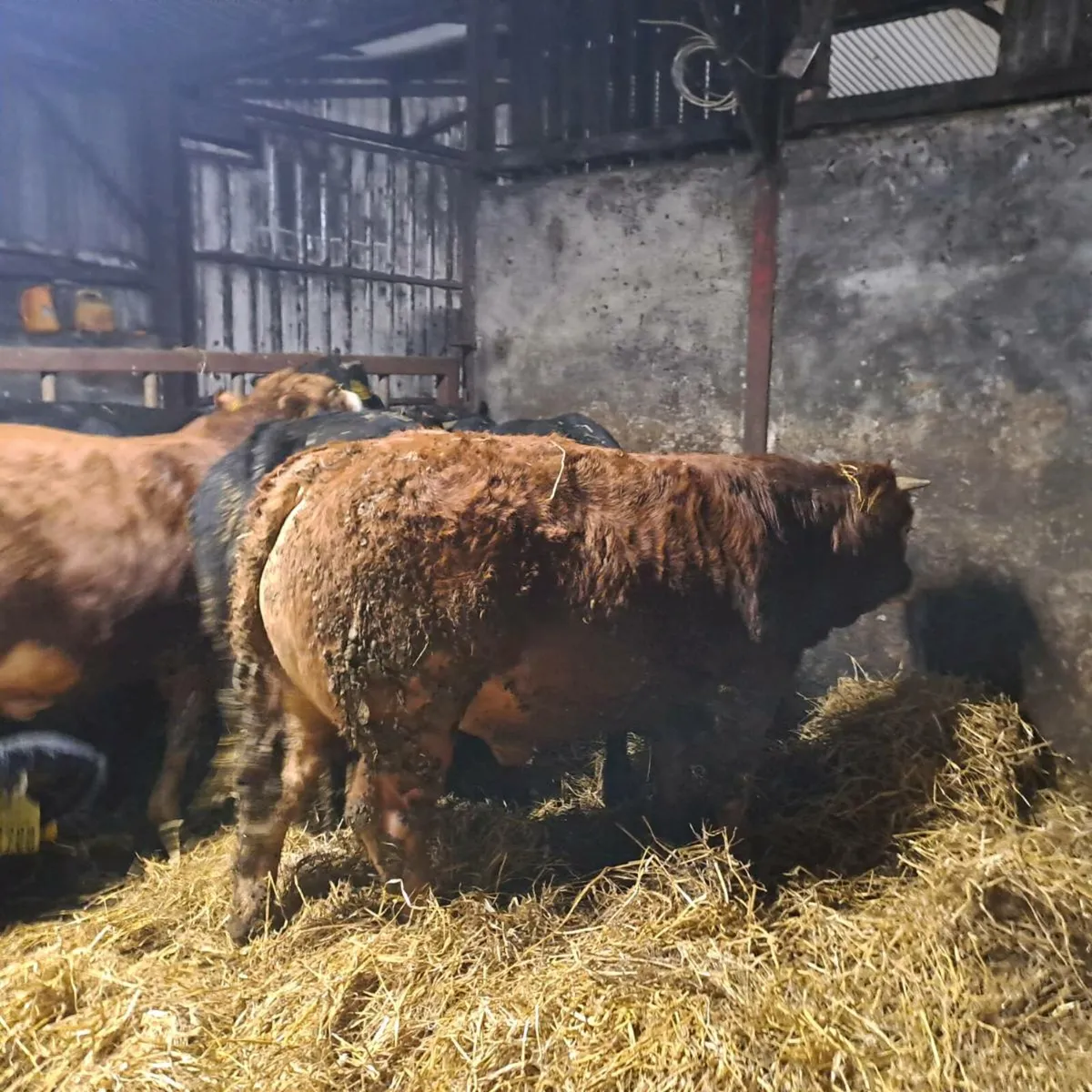 6 Heavy Bull Weanlings For Sale - Image 3