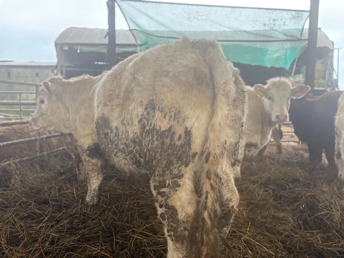 Charolais Heifer Weanlings - Image 3