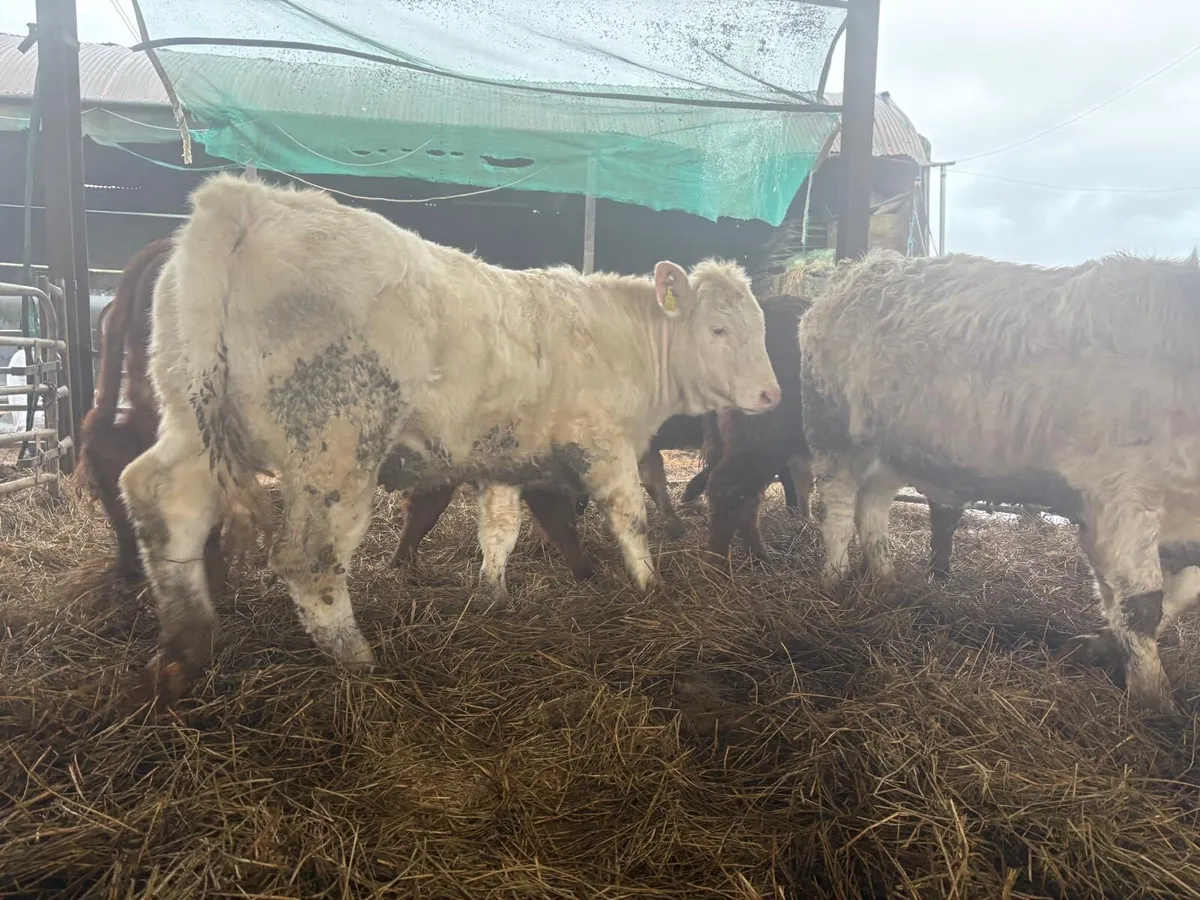 Charolais Heifer Weanlings - Image 2