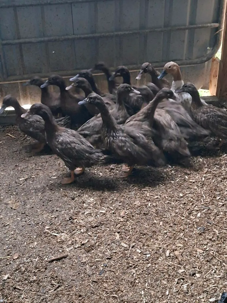 Ducks & Isa brown - Image 2