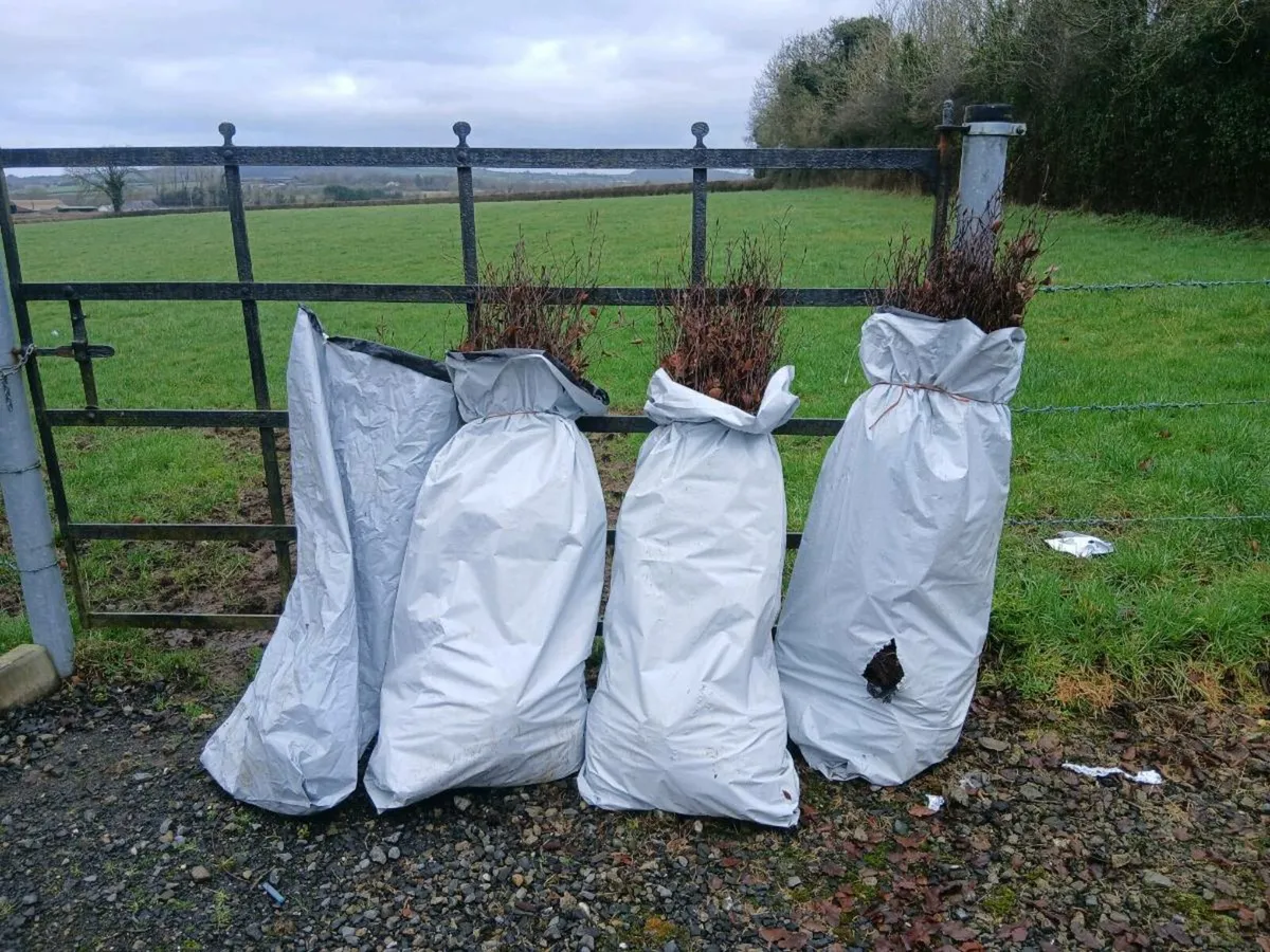 Copper Beech Hedging - 3-4ft