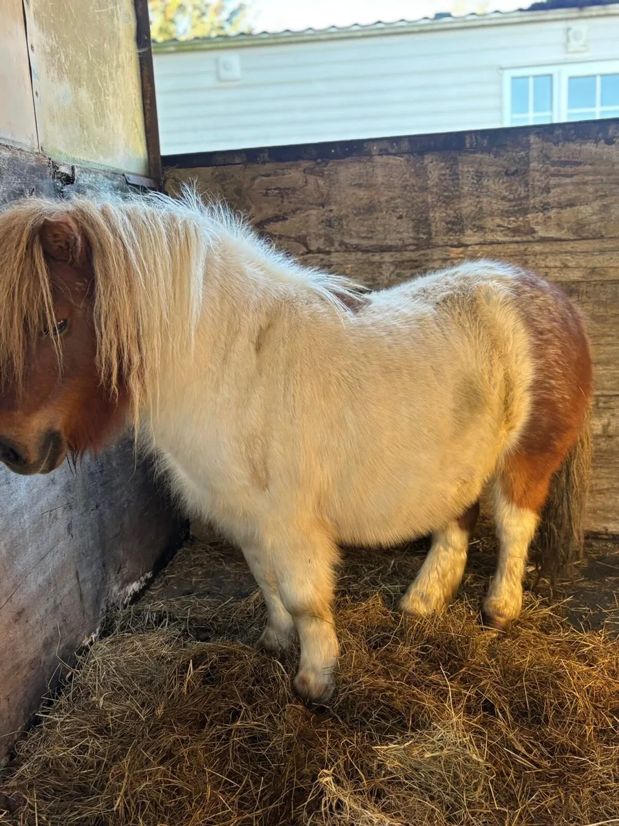 Shetland pony - Image 1