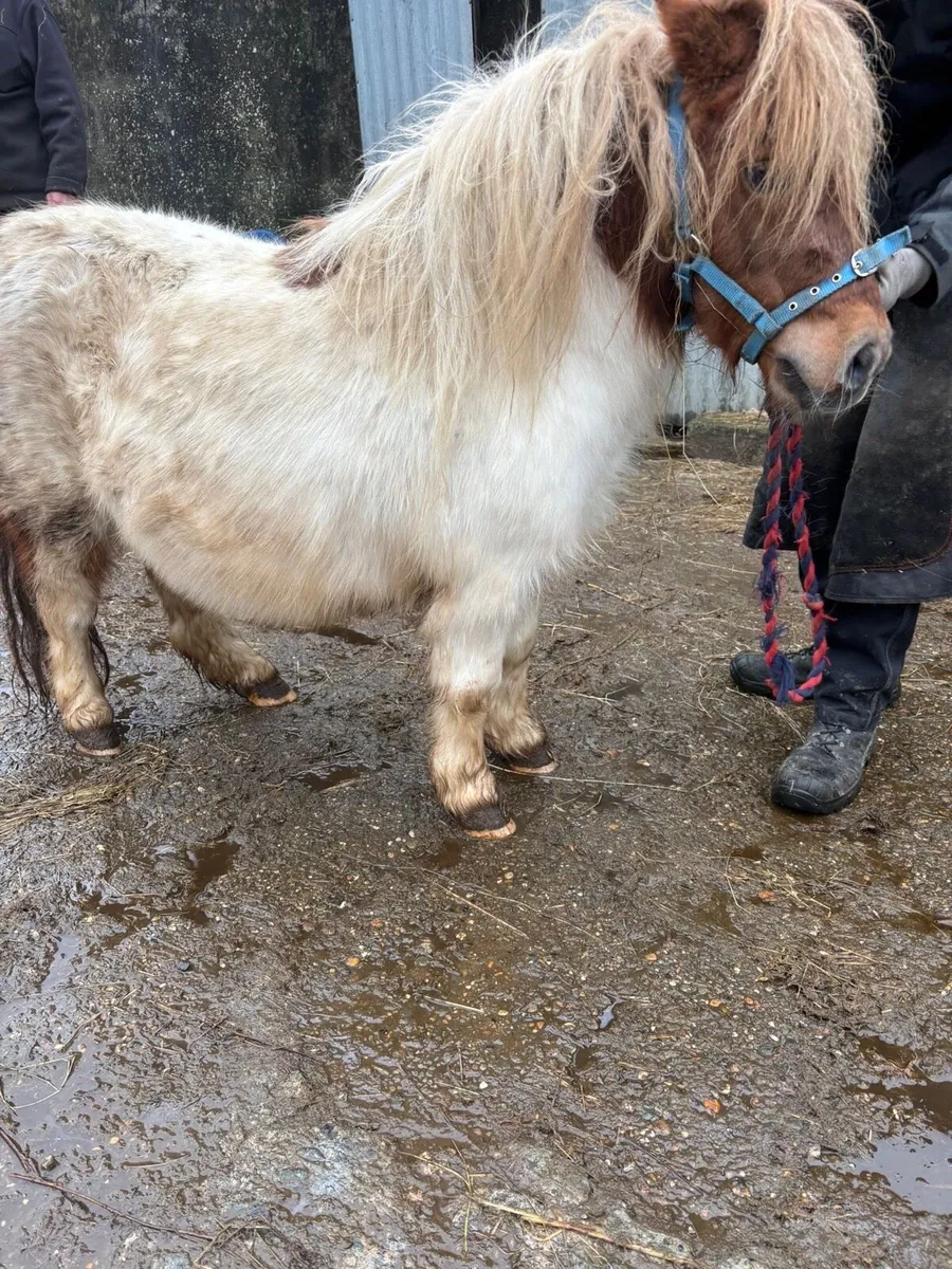 Shetland pony - Image 2