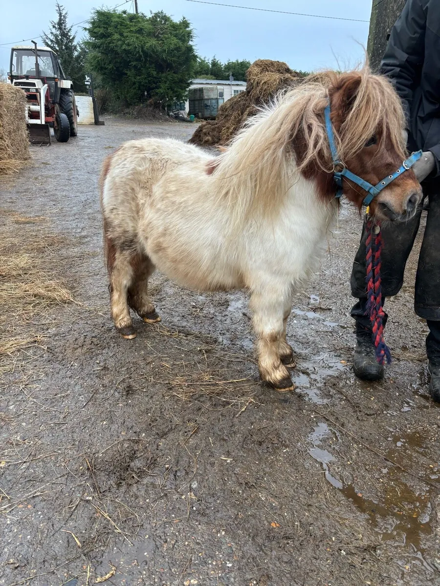 Shetland pony - Image 3