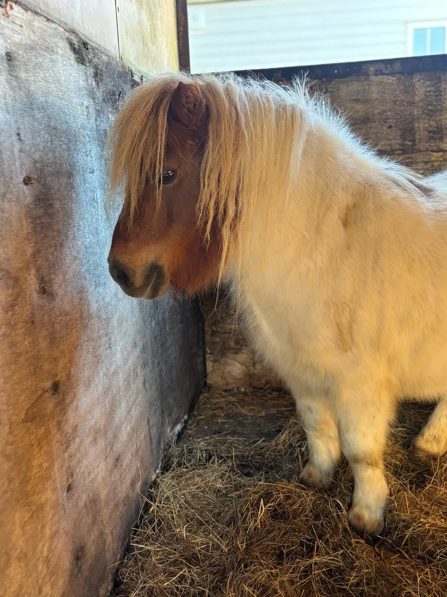 Shetland pony - Image 4