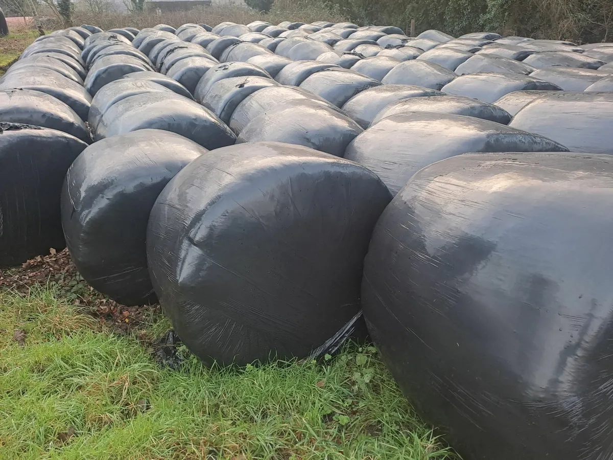 Round Bales of Silage - Image 1