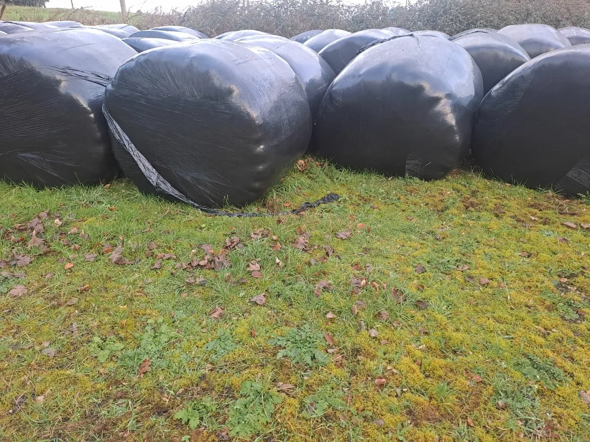 Round Bales of Silage - Image 2