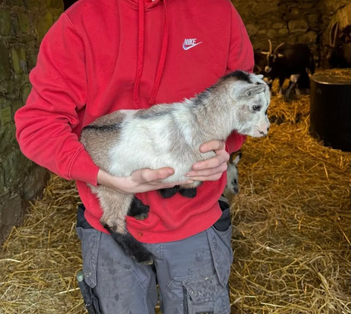 Pygmy goats - Image 4