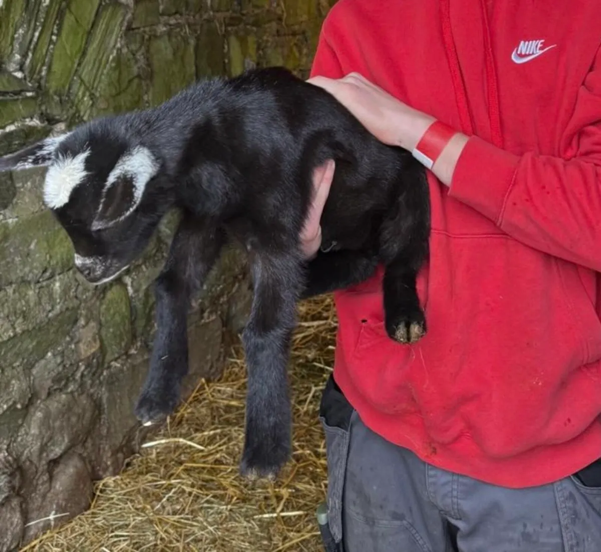 Pygmy goats - Image 2