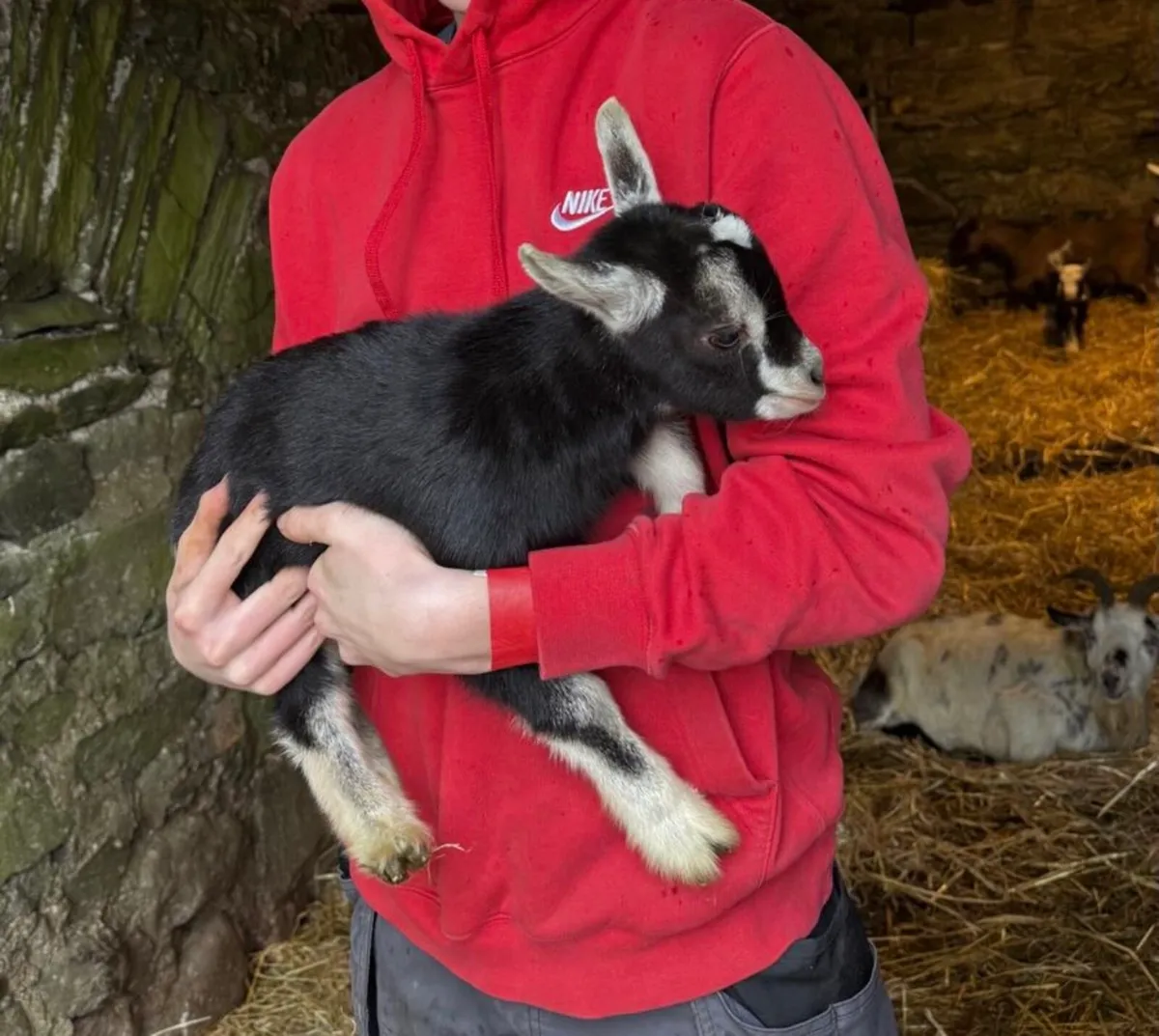 Pygmy goats - Image 3
