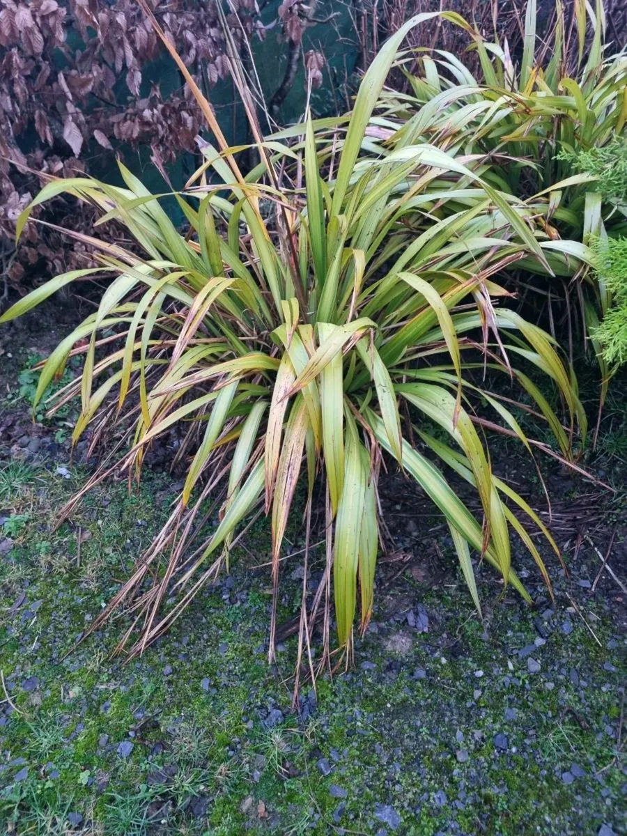 2 ex large Phormiums - Image 1