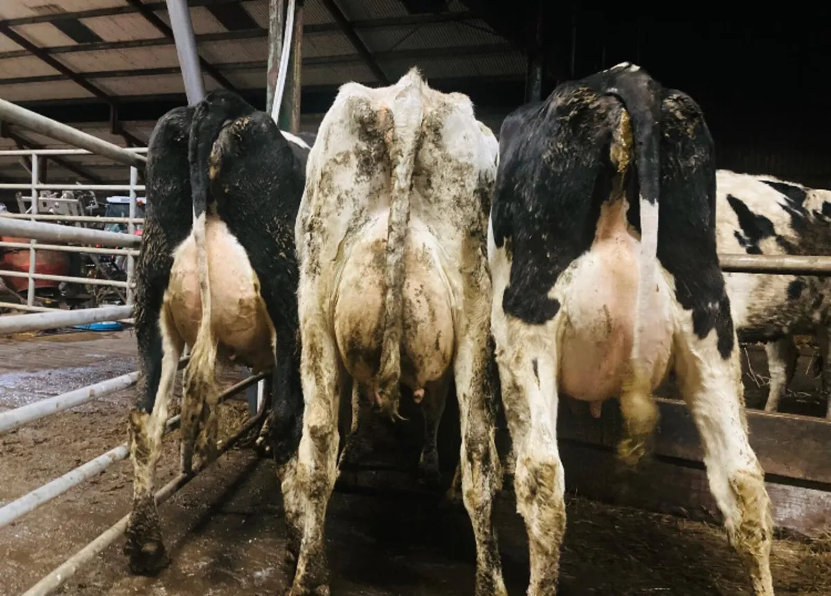 Special Entry Omagh Mart 26th Jan - Image 2