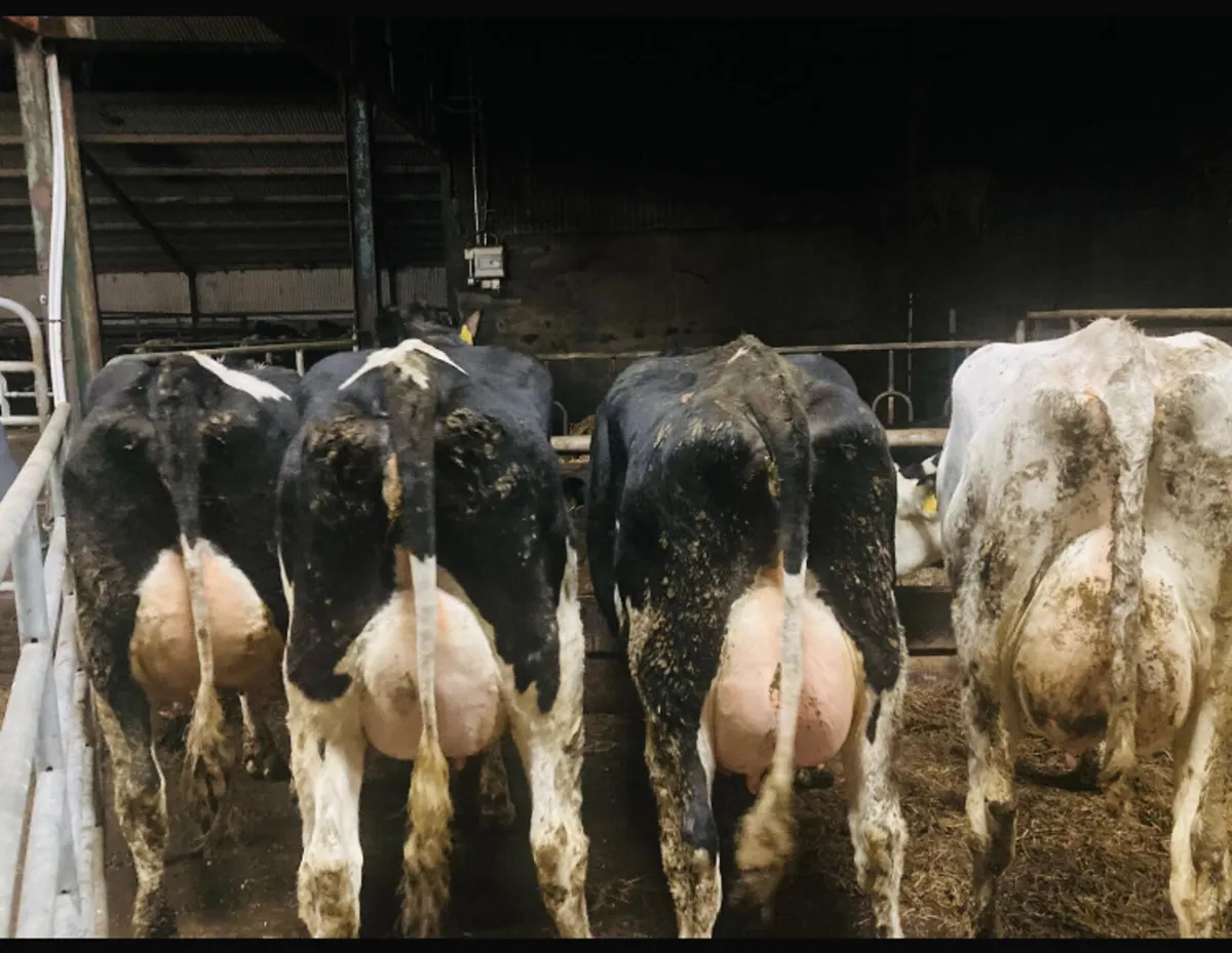 Special Entry Omagh Mart 26th Jan - Image 1