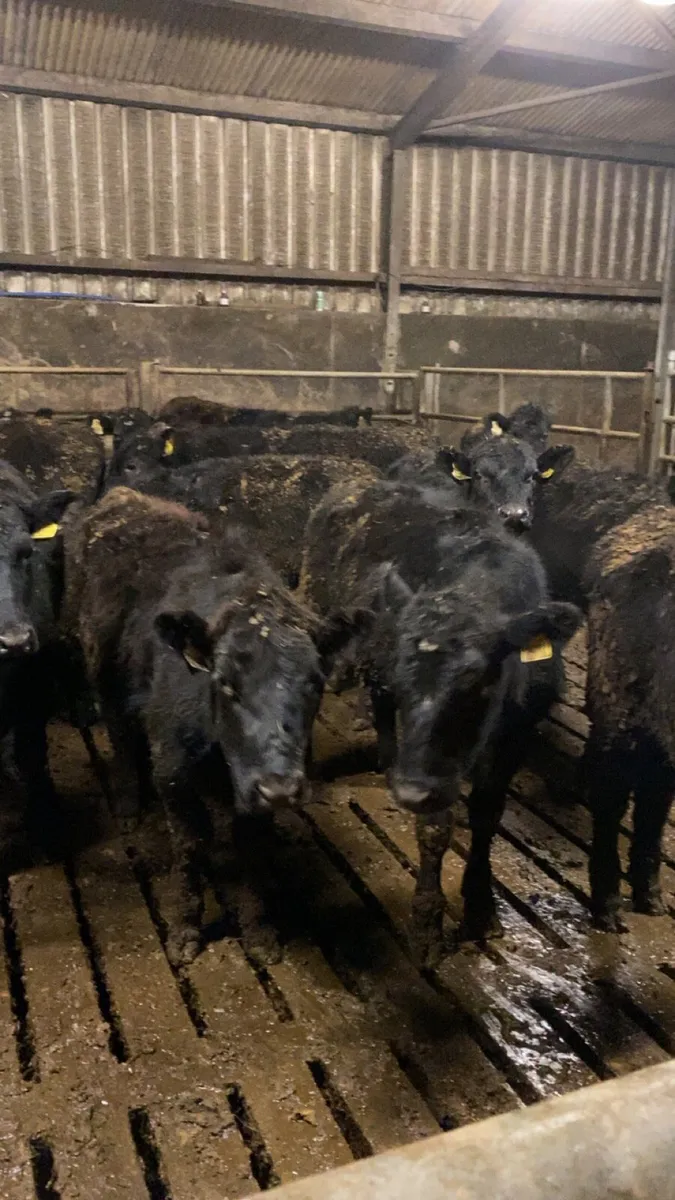 Angus heifers for sale - Image 3