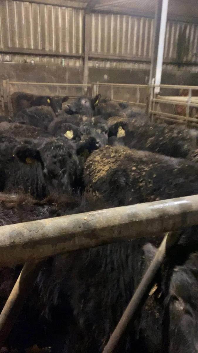 Angus heifers for sale - Image 1