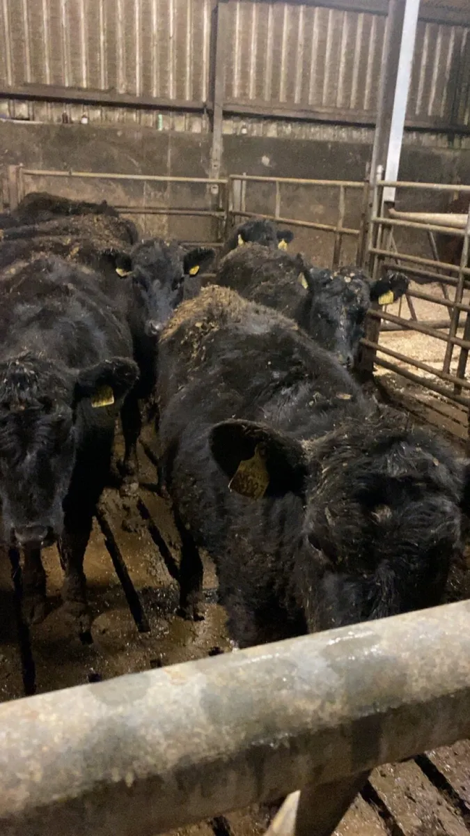 Angus heifers for sale - Image 4