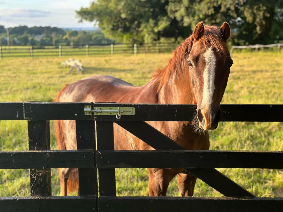 Pony for sale - Image 1