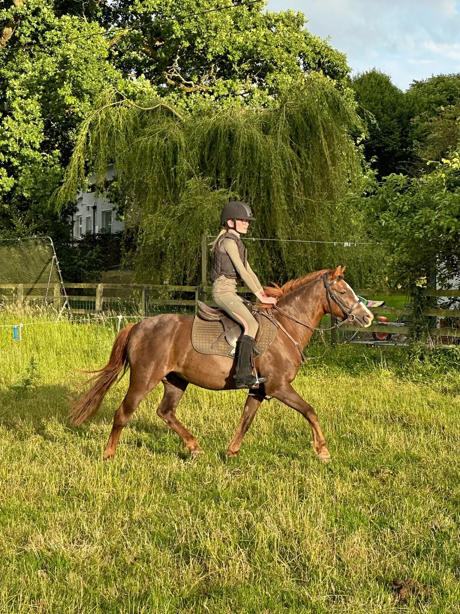 Pony for sale - Image 2
