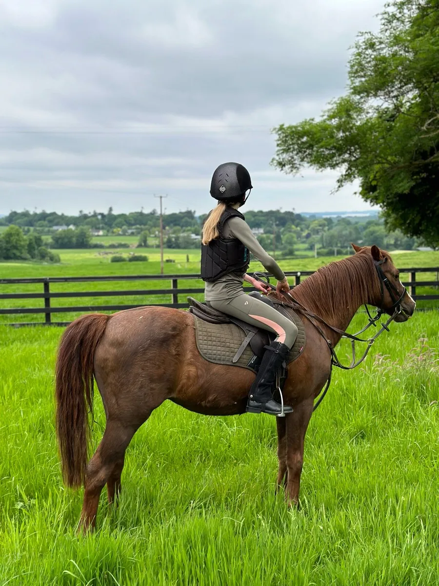 Pony for sale - Image 4