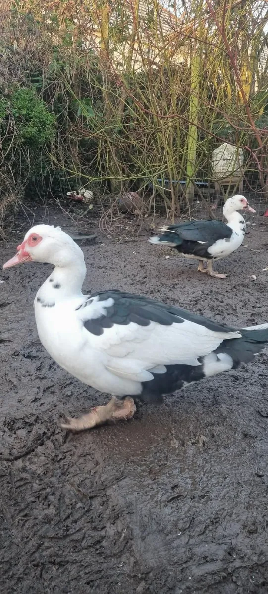 Muscovy Drakes - Image 2