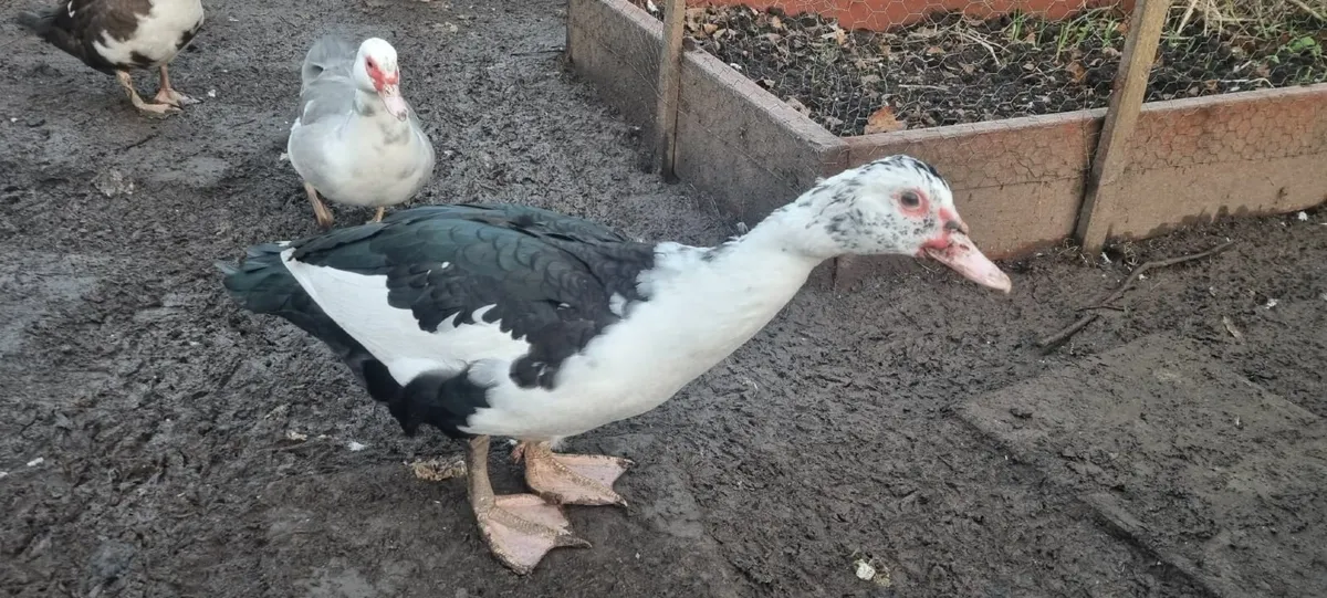 Muscovy Drakes - Image 3