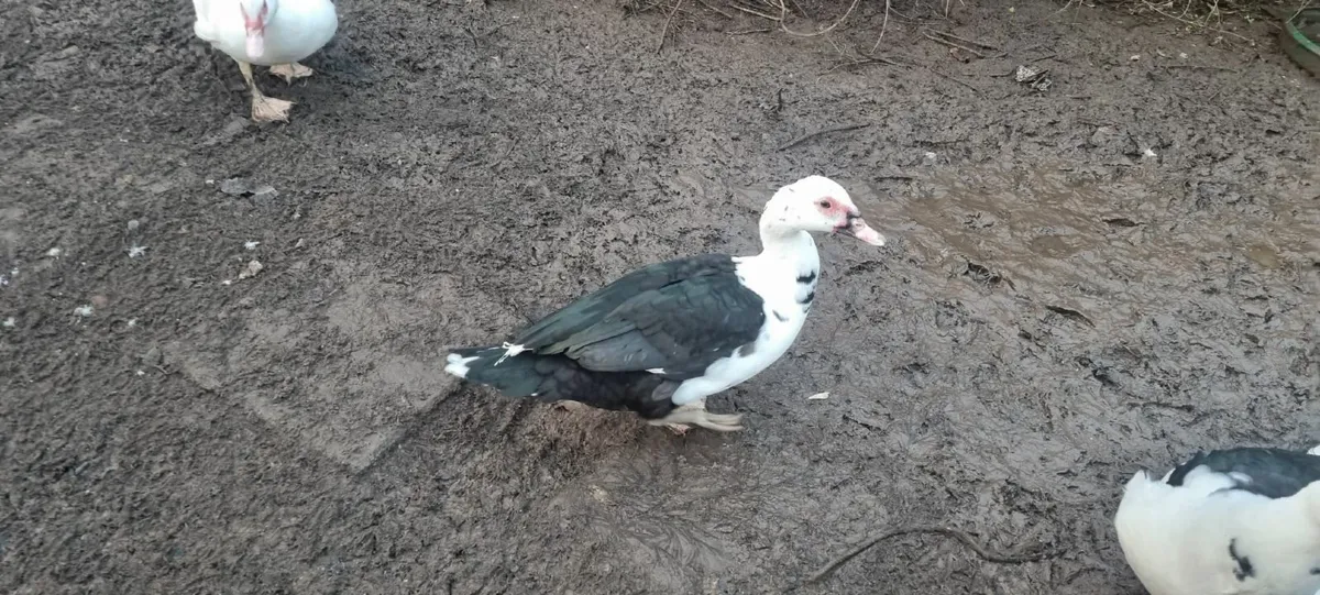 Muscovy Drakes - Image 4