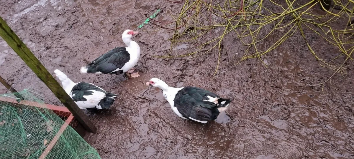 Muscovy Drakes - Image 1