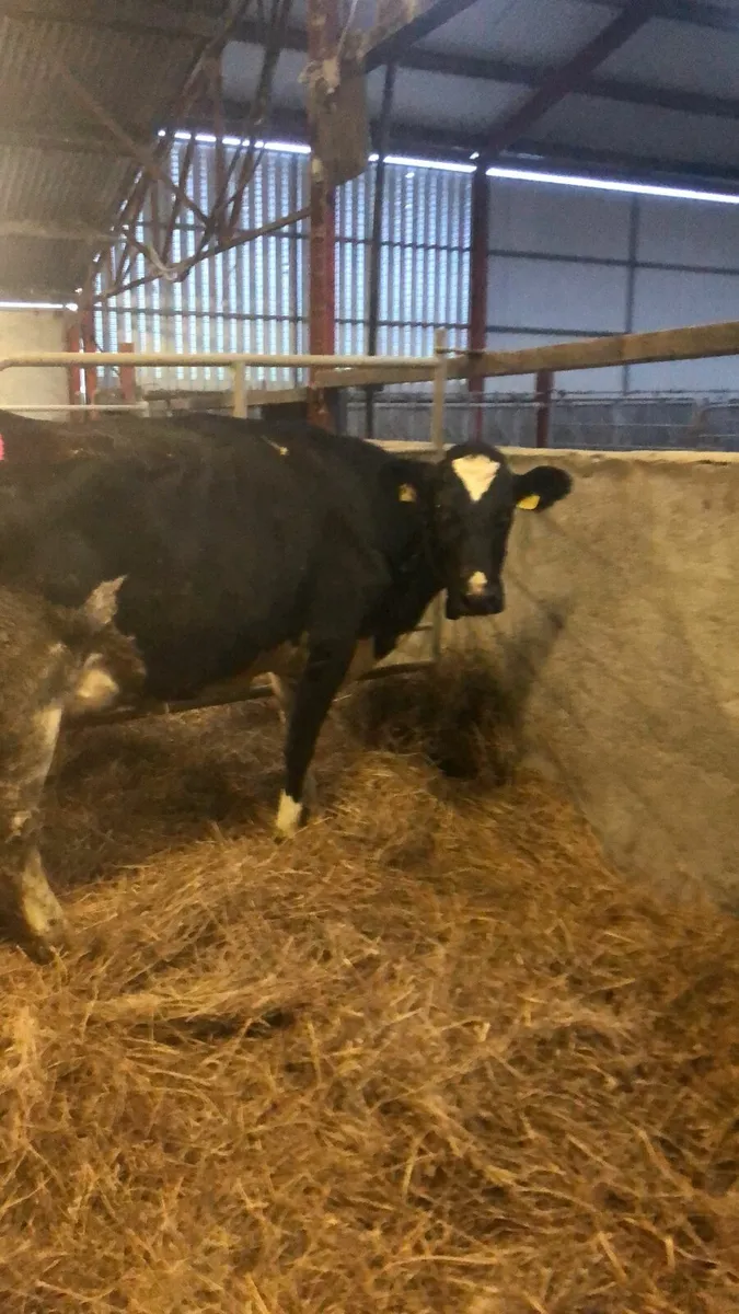 Friesian cow for suckling