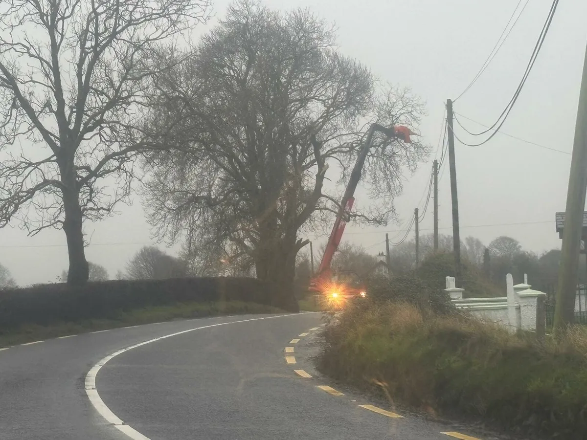 Tree removal - Image 3