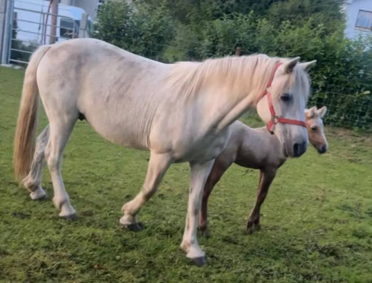 Connemara Mare in Foal in - Image 2