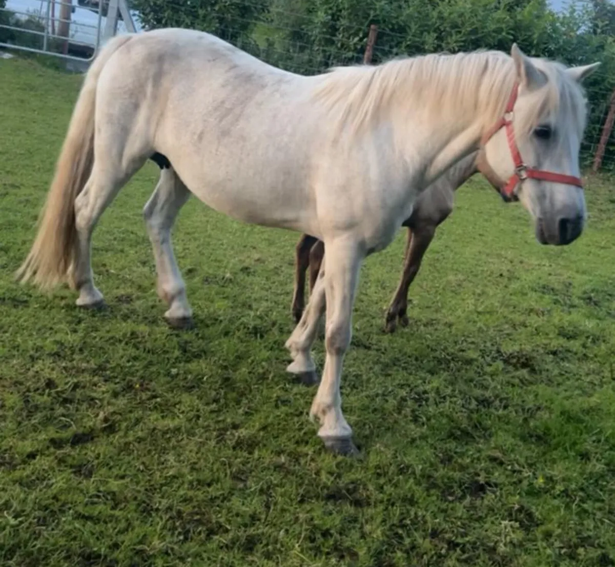 Connemara Mare in Foal in - Image 3