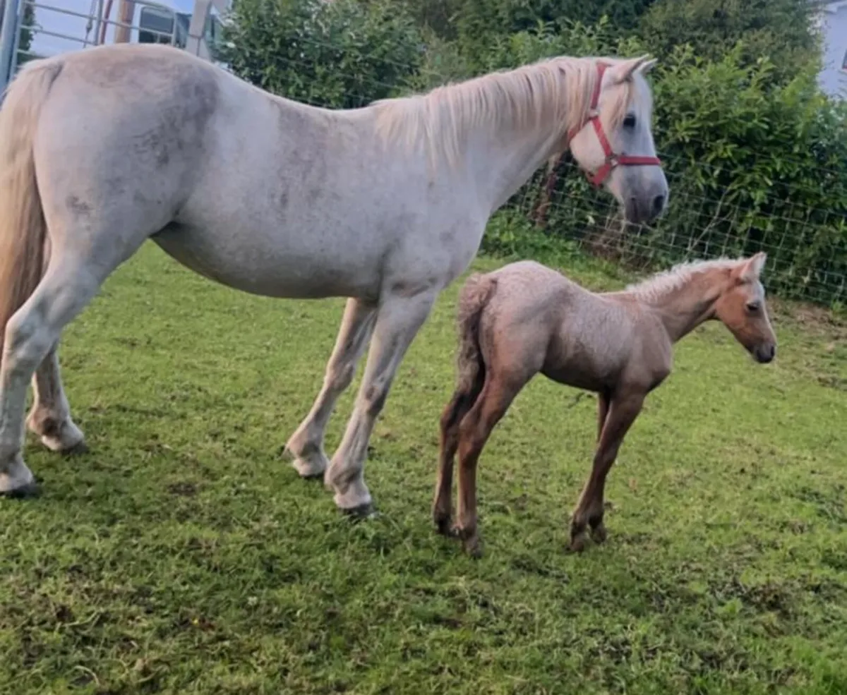 Connemara Mare in Foal in - Image 4