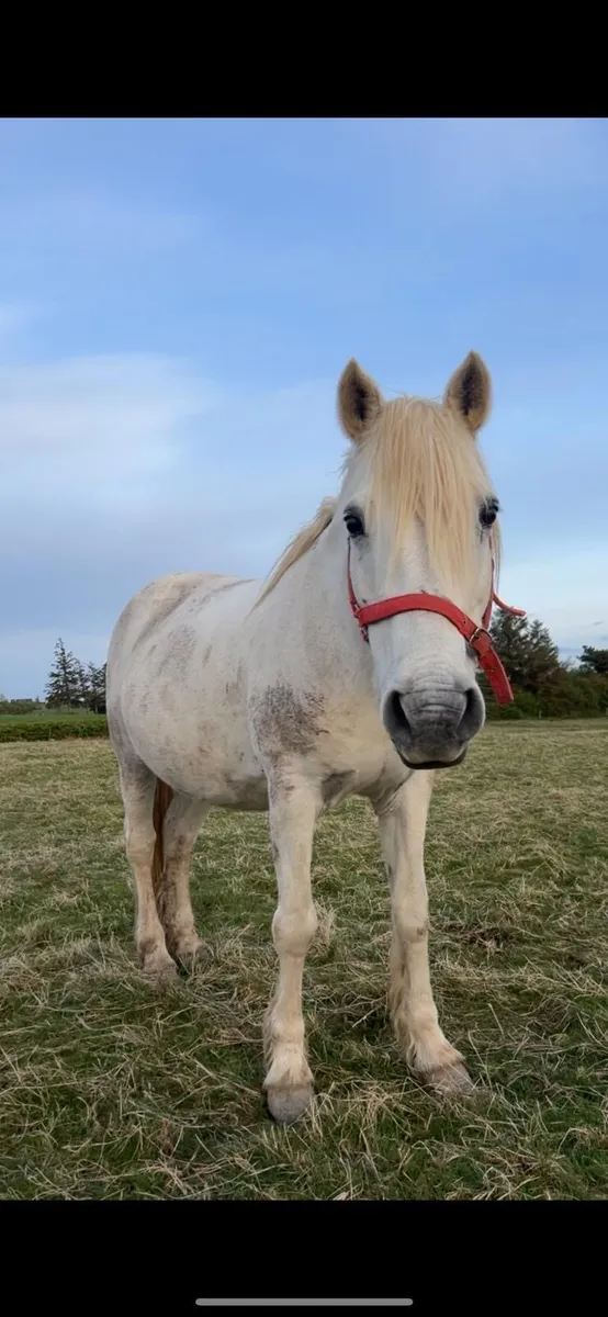 Connemara Mare in Foal in - Image 1