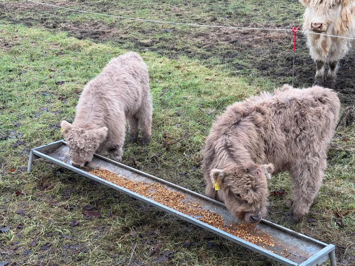 PB REGISTERED HIGHLAND BULL CALVES - Image 2