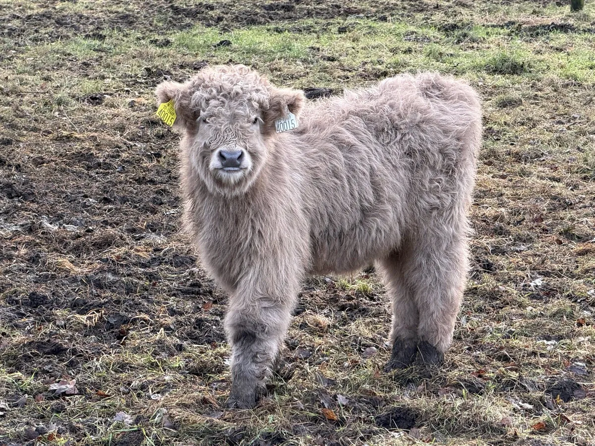 PB REGISTERED HIGHLAND BULL CALVES - Image 1